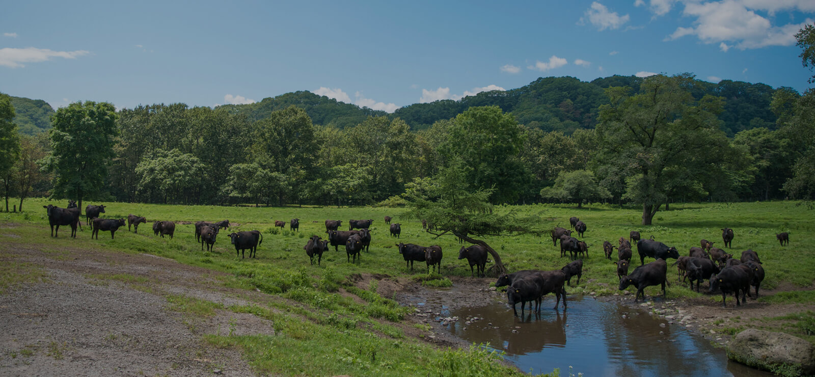 タケダ牧場 TAKEDA FARM