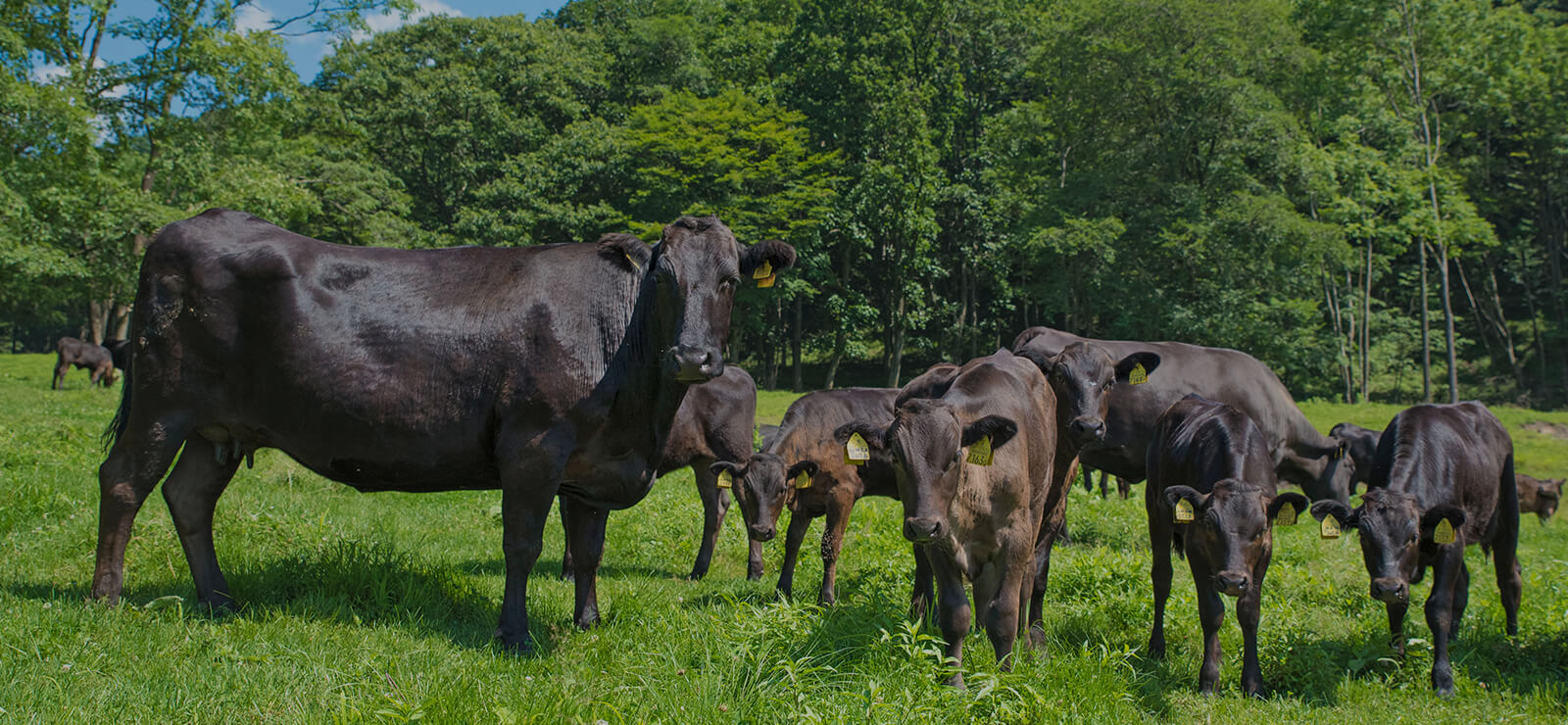 タケダ牧場 TAKEDA FARM